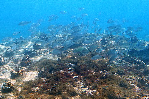 Unterwasserwelt bei Sal
