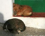 Schlafende Hunde in Pico da Cruz